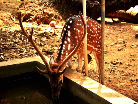 Deer drinking Water in a park - PixaHive