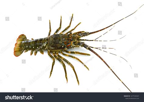 Fresh Spiny Lobster Panulirus Ornatus Isolated Stock Photo 1677530341 | Shutterstock