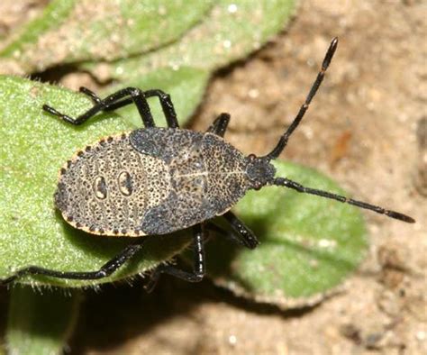 Squash Bug nymph - Anasa tristis - BugGuide.Net