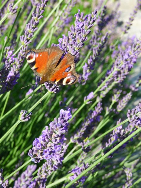 Edit free photo of Lavender,butterfly,insect,free pictures, free photos - needpix.com