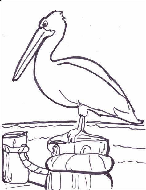 Pelican Coloring Pages at GetColorings.com | Free printable colorings ...