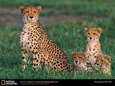 Animal - Mother and Baby 4 - National Geographic