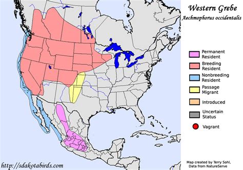 Western Grebe - Species Range Map