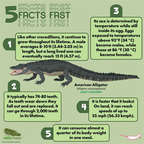 5 Facts Fact - American... - Peppermint Narwhal Creative