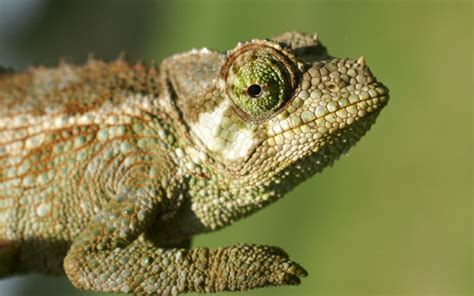 File:Jackson's-chameleon-2.jpg - Wikimedia Commons