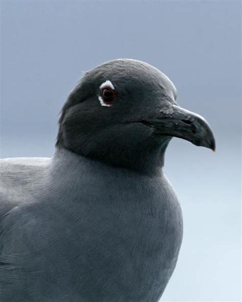 Lava Gull photos | Birdspix