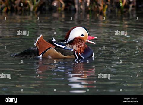 Mandarin Duck male Stock Photo - Alamy