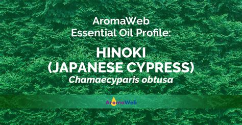 Hinoki Essential Oil: Benefits, Uses & Insights