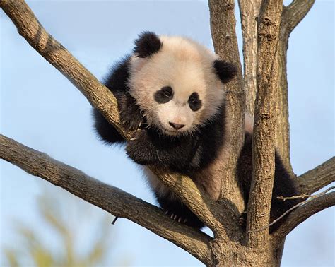 Baby Panda In Treetop Photograph by Jack Nevitt