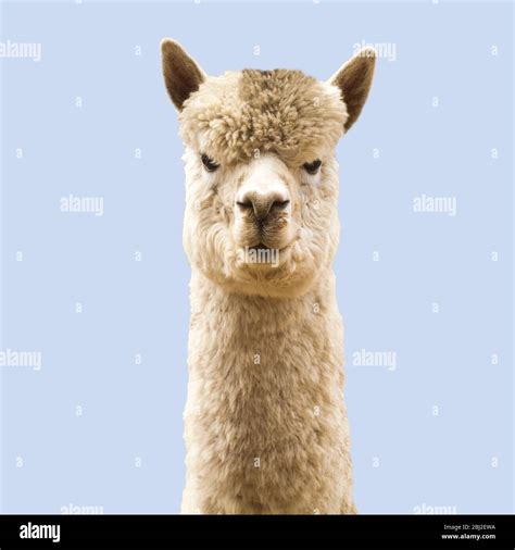 Funny angry-looking alpaca on blue background Stock Photo - Alamy