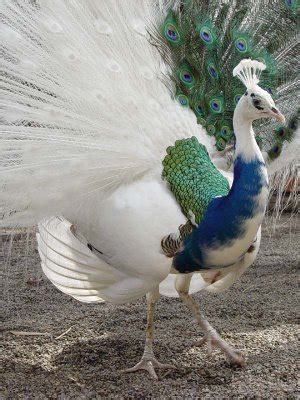 FULL WALLPAPER: White Peacock Wallpapers