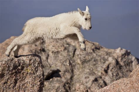 Mountain Goat: Jumping Mountain Goat