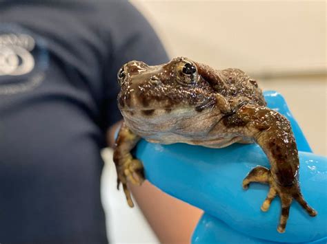 Conservation | Native Yellow-Legged Frogs