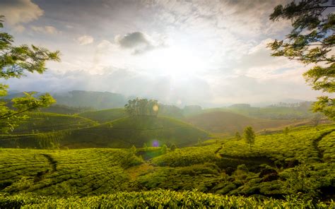 Munnar Hills Kerala India Wallpapers | HD Wallpapers | ID #14000