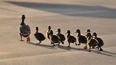 Why Following Someone Else's Success Can Lead to Your Failure | Inc.com