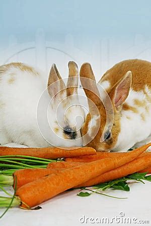 Rabbits Eating Carrots Stock Photo - Image: 5427310