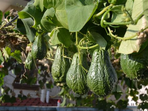 Chayote Fruit