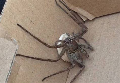 Pictured: Venomous huntsman spider borough to Britain from Cameroon ...