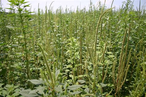 Hello :): what does it mean to say that pigweed is resistant to herbicide?