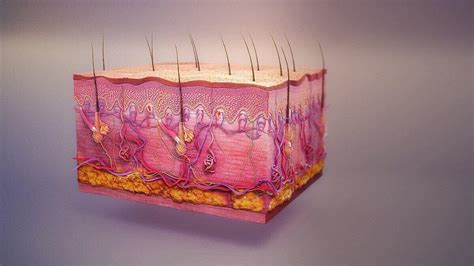 integumentary system tissues