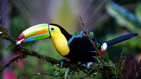 Foto gratis: tucano uccello, foresta pluviale, animale