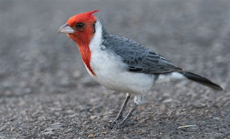 The Red-crested "Cardinal" - FeederWatch