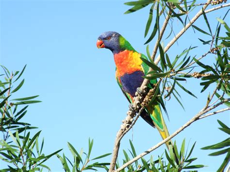 Rainbow Lorikeet Australian Parotts - Australia Wallpaper (32220354 ...