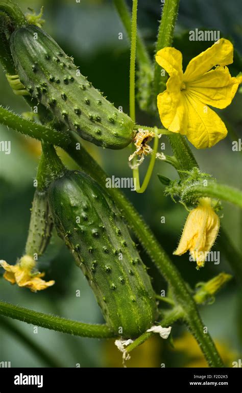 Growing cucumbers on the vine with yellow flowers Stock Photo, Royalty Free Image: 87568633 - Alamy