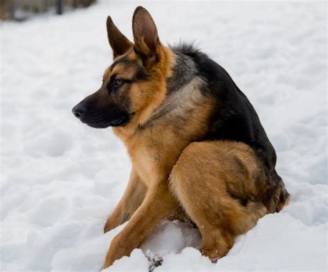 What to Do For a German Shepherd With No Neck - Allgshepherds