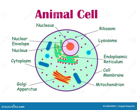 Animal cell diagram. stock illustration. Illustration of complex - 68054896