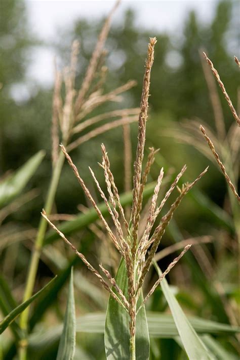 Corn Plant Tassels - Reasons Why Corn Tassels Too Soon | Gardening Know How