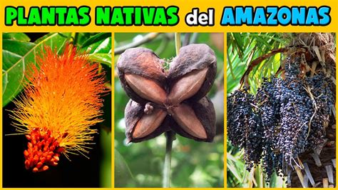 PLANTAS del AMAZONAS muy INTERESANTES y EXÓTICAS - YouTube