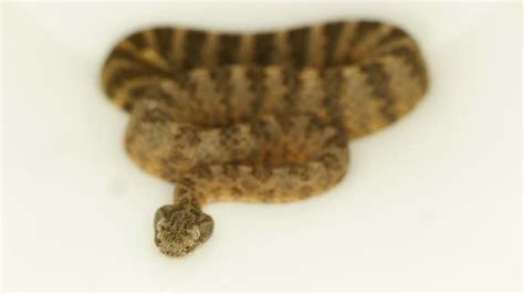 Exploration of toxic Tiger Rattlesnake venom | EurekAlert!