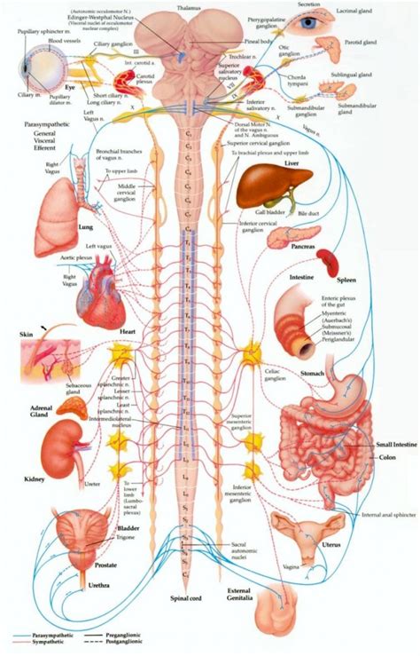 Nervous System Diagram Labeled For Kids – NBKomputer