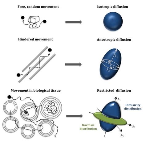 3 – Isotropic diffusion versus anisotropic or hindered diffusion versus... | Download Scientific ...