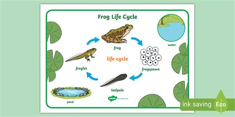 Frog Life Cycle Word Mat (Minibeasts) (teacher made)