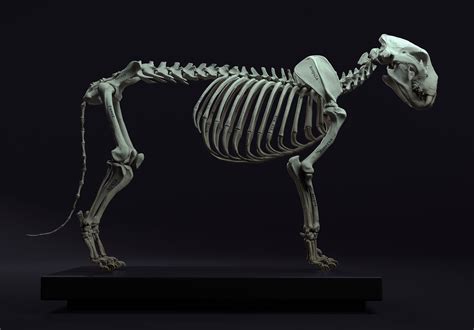 Lion anatomy by Maria Panfilova | Creatures | 3D | CGSociety Lion Anatomy, Animal Anatomy ...