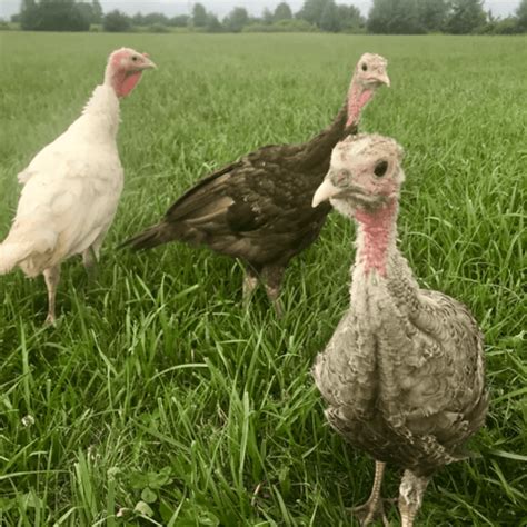 Heritage Turkeys and Coop Tour - Meyer Hatchery Blog