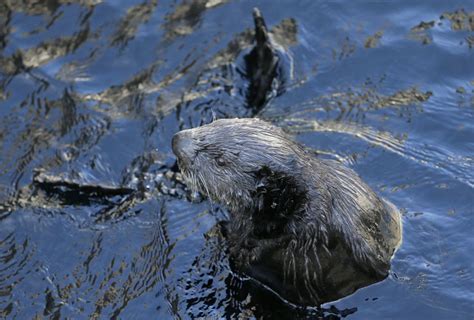 Predator sea otter now more of a hero in California coastal ecosystem Central California ...