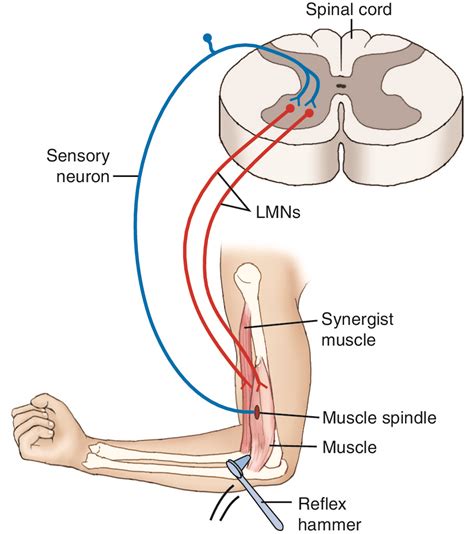 muscle spindle cells Archives - Learn Muscles