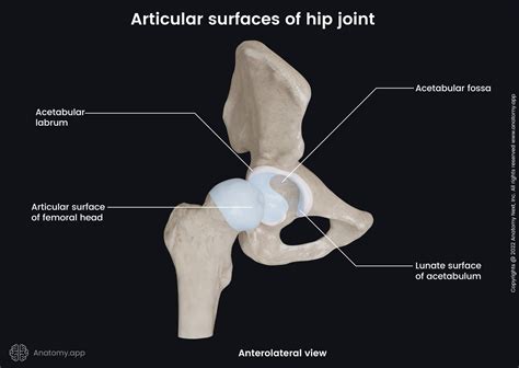 Hip Joint Ligaments Diagram