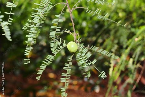 Phyllanthus emblica (Emblic myrablan, Malacca tree, Indian gooseberry, Amla, Amalaka Stock Photo ...