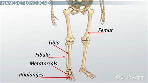 Long Bones in the Human Body - Video & Lesson Transcript | Study.com