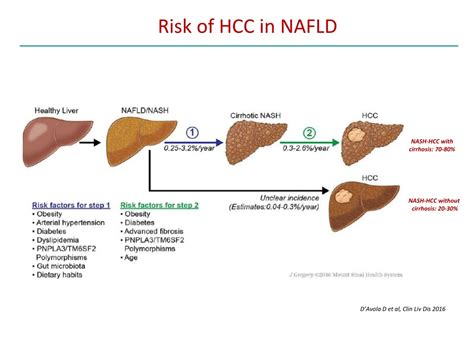 PPT - Molecular characterization of NASH-HCC PowerPoint Presentation ...