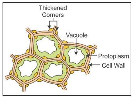 Collenchyma Tissue: Types, Characteristics & functions