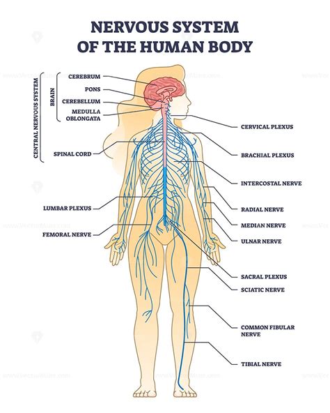 the nervous system is shown in this diagram, with all its major ...