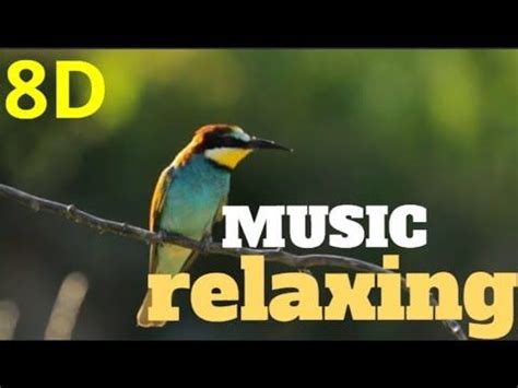 🎧8D-Music RELAXING nature sound birds-meditation,calm,peace audio 8D in 2024 | Meditation music ...