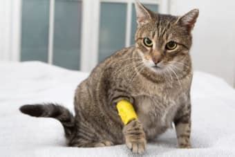 Cat Wound Care | Lexington Vets