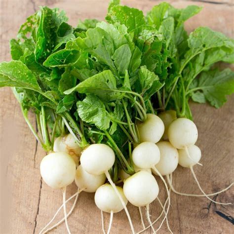 WHITE ROUND RADISH 'HAILSTONE' ROOT VEG. JAPANESE PLANT SEEDS FOR SALE OZ.$4+P/P - Sunblest Products