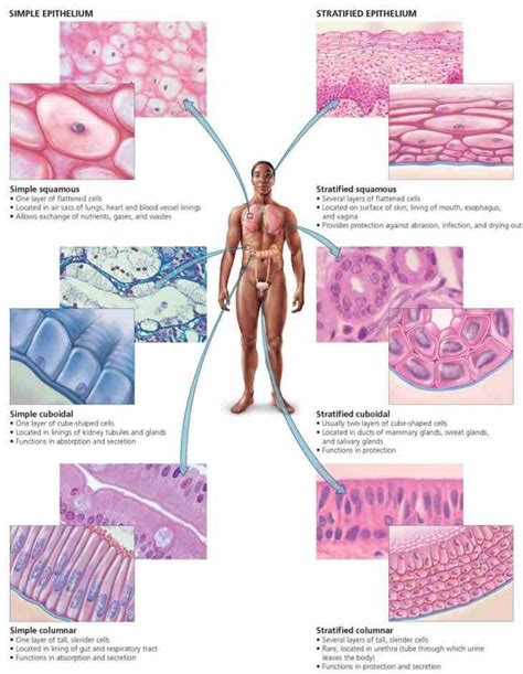 Epithelial Tissue Location In The Body | MedicineBTG.com